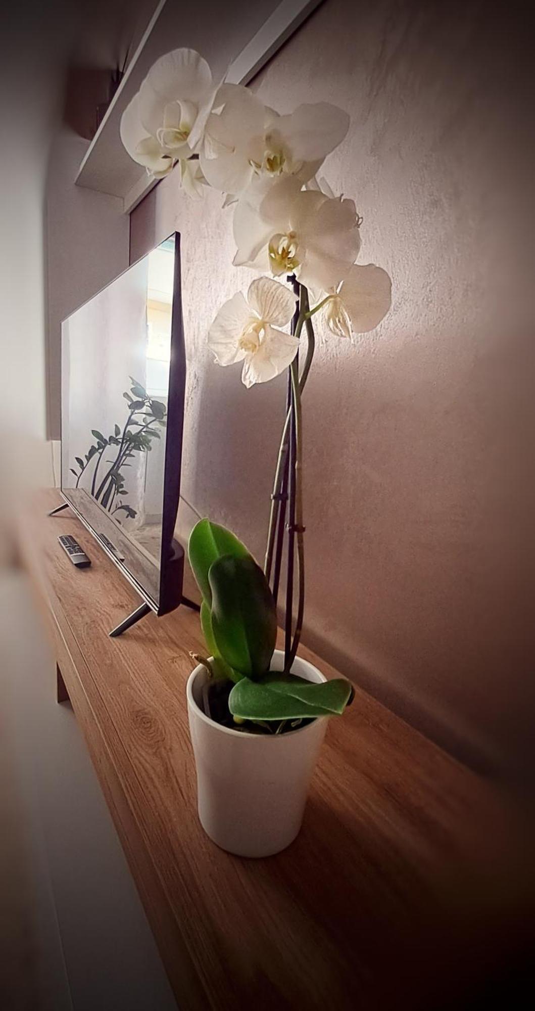 Roma Bema Apartment - Charme E Relax A Due Passi Dal Vaticano Buitenkant foto